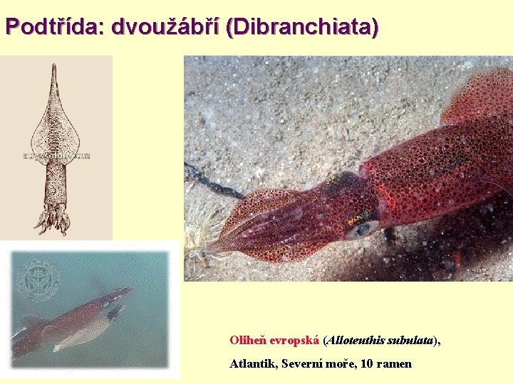 Podtřída: dvoužábří (Dibranchiata) Oliheň evropská (Alloteuthis subulata), Atlantik, Severní moře, 10 ramen 