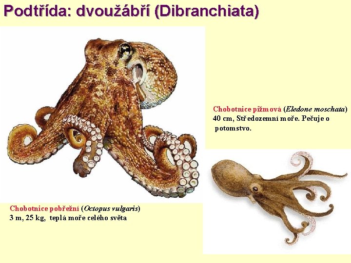 Podtřída: dvoužábří (Dibranchiata) Chobotnice pižmová (Eledone moschata) 40 cm, Středozemní moře. Pečuje o potomstvo.