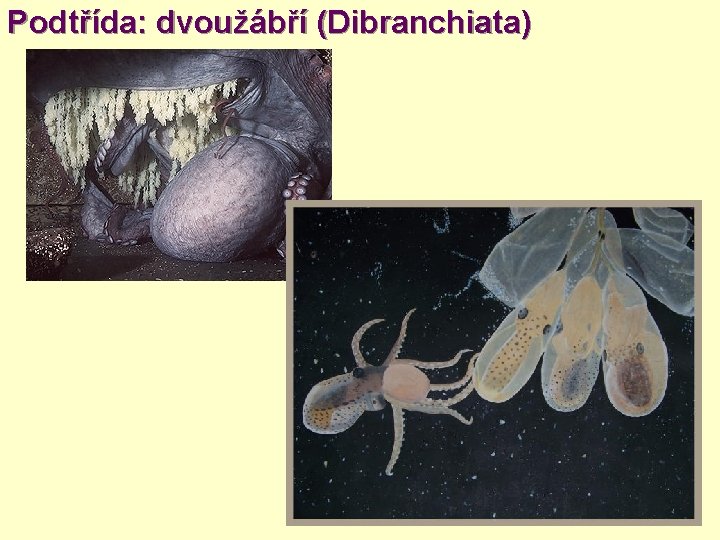 Podtřída: dvoužábří (Dibranchiata) 