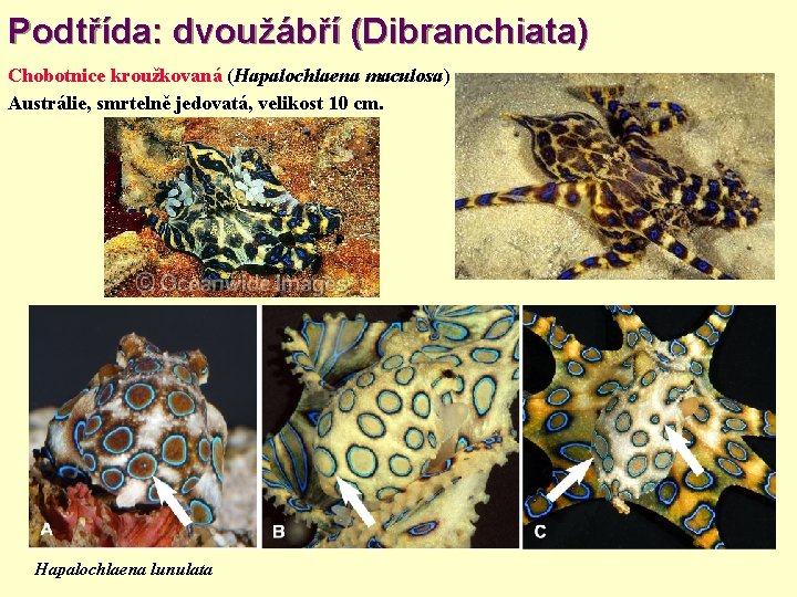 Podtřída: dvoužábří (Dibranchiata) Chobotnice kroužkovaná (Hapalochlaena maculosa) Austrálie, smrtelně jedovatá, velikost 10 cm. Hapalochlaena