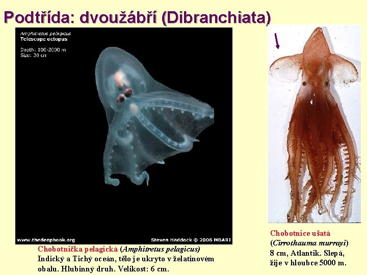 Podtřída: dvoužábří (Dibranchiata) Chobotnička pelagická (Amphitretus pelagicus) Indický a Tichý oceán, tělo je ukryto