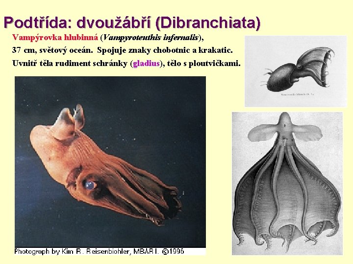 Podtřída: dvoužábří (Dibranchiata) Vampýrovka hlubinná (Vampyroteuthis infernalis), 37 cm, světový oceán. Spojuje znaky chobotnic