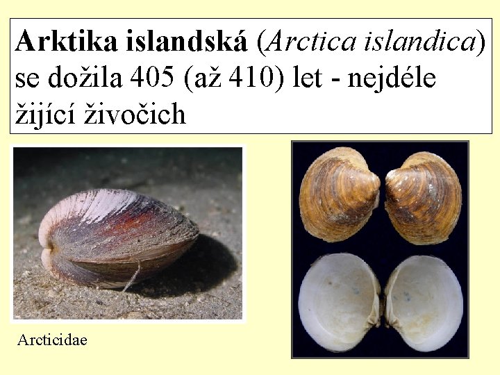 Arktika islandská (Arctica islandica) se dožila 405 (až 410) let - nejdéle žijící živočich