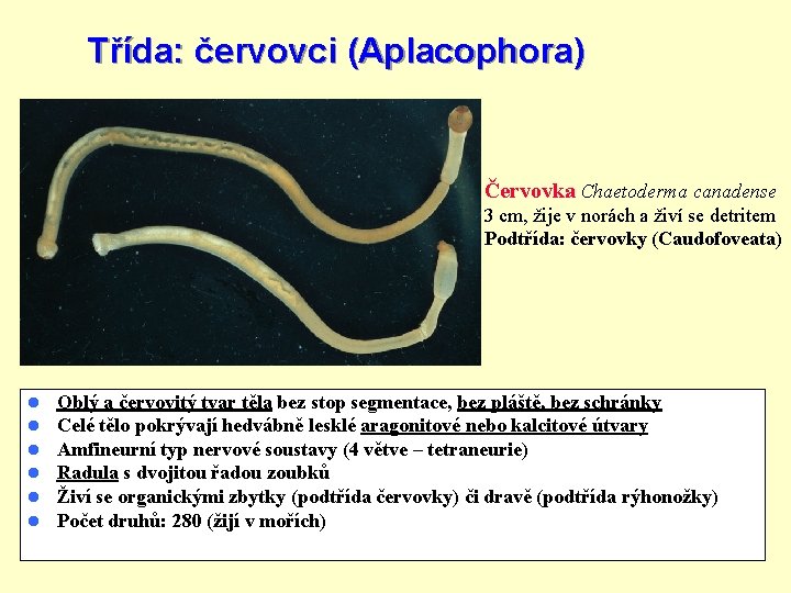 Třída: červovci (Aplacophora) Červovka Chaetoderma canadense 3 cm, žije v norách a živí se