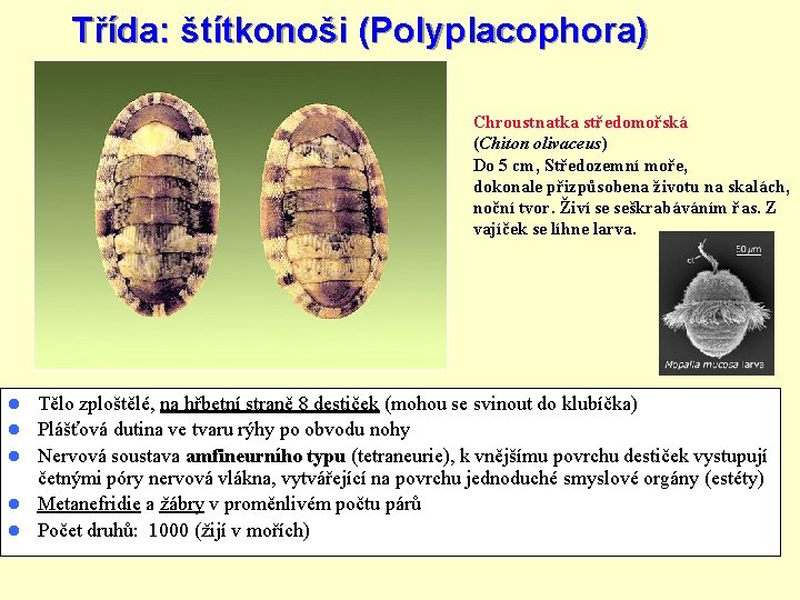 Třída: štítkonoši (Polyplacophora) Chroustnatka středomořská (Chiton olivaceus) Do 5 cm, Středozemní moře, dokonale přizpůsobena