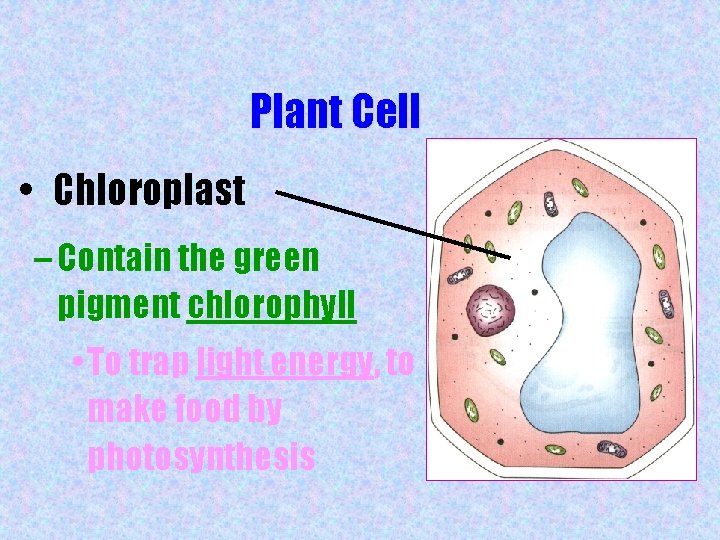 Plant Cell • Chloroplast – Contain the green pigment chlorophyll • To trap light