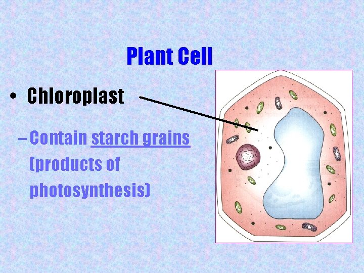 Plant Cell • Chloroplast – Contain starch grains (products of photosynthesis) 