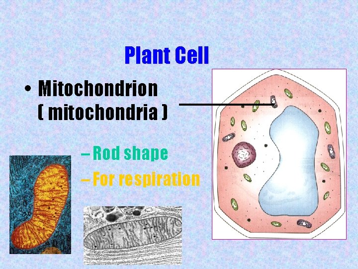 Plant Cell • Mitochondrion ( mitochondria ) – Rod shape – For respiration 