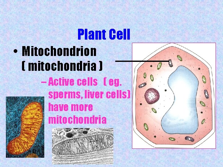 Plant Cell • Mitochondrion ( mitochondria ) – Active cells ( eg. sperms, liver