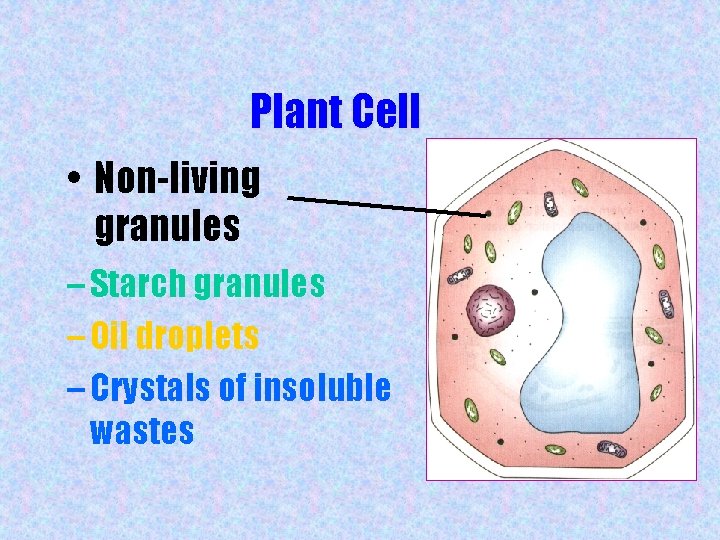 Plant Cell • Non-living granules – Starch granules – Oil droplets – Crystals of