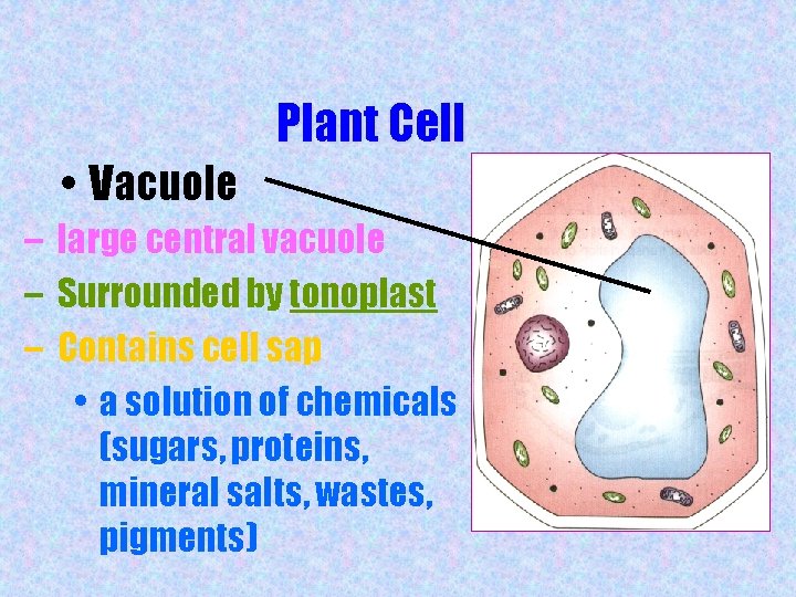 Plant Cell • Vacuole – large central vacuole – Surrounded by tonoplast – Contains