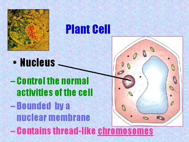 Plant Cell • Nucleus – Control the normal activities of the cell – Bounded