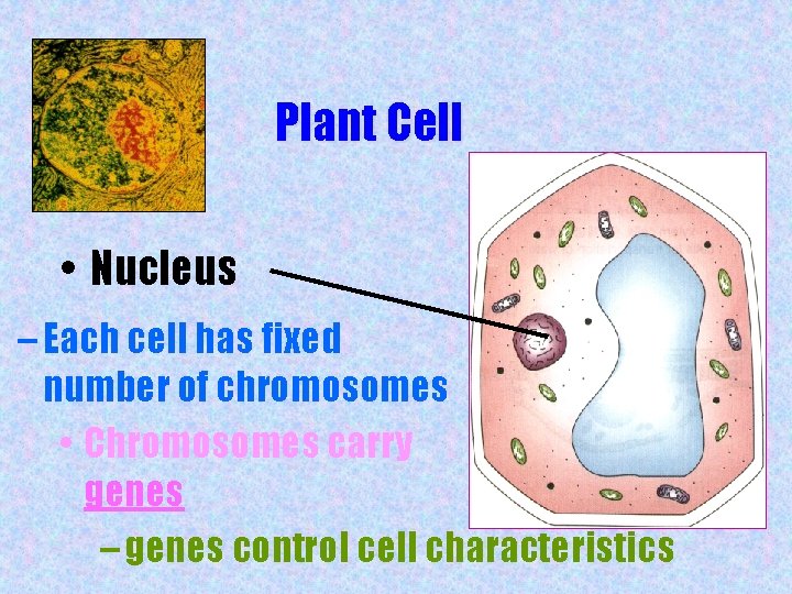 Plant Cell • Nucleus – Each cell has fixed number of chromosomes • Chromosomes
