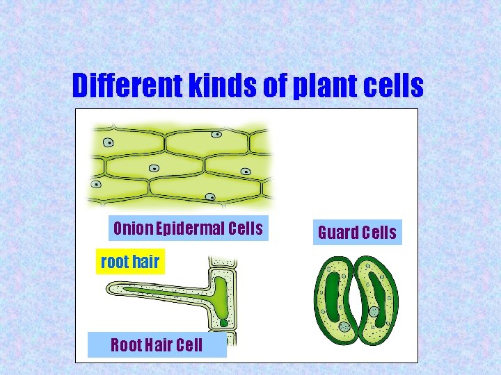 Different kinds of plant cells Onion Epidermal Cells root hair Root Hair Cell Guard