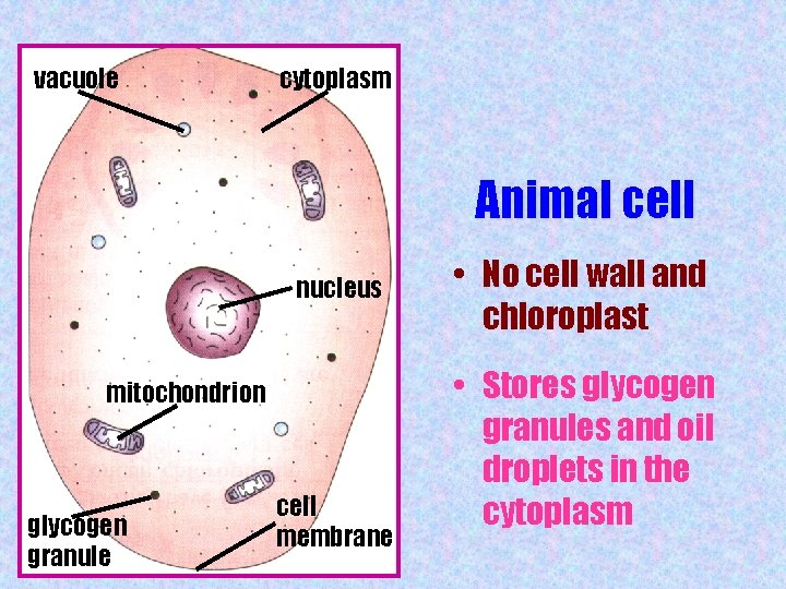 vacuole cytoplasm Animal cell nucleus mitochondrion glycogen granule cell membrane • No cell wall