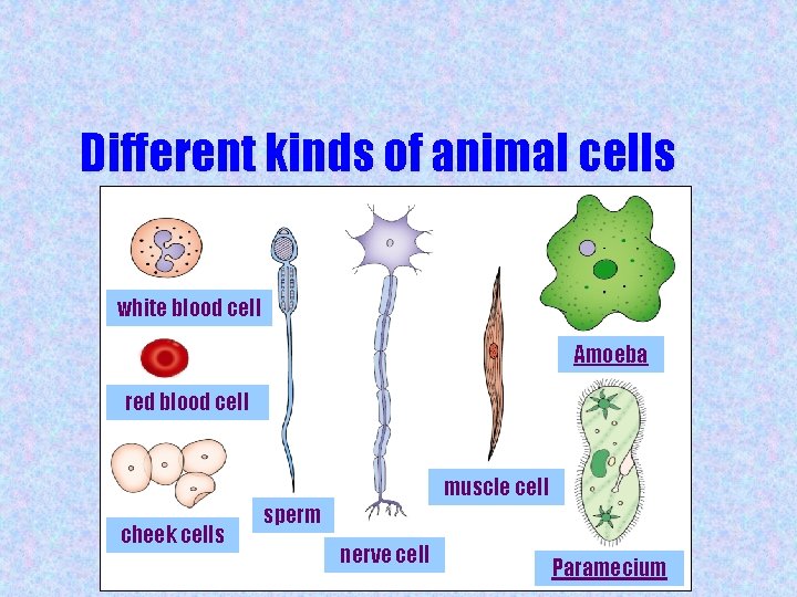 Different kinds of animal cells white blood cell Amoeba red blood cell muscle cell