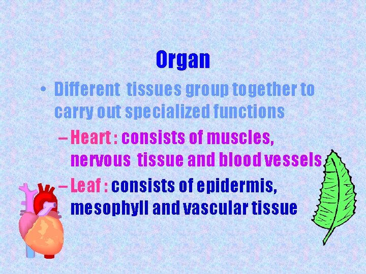Organ • Different tissues group together to carry out specialized functions – Heart :
