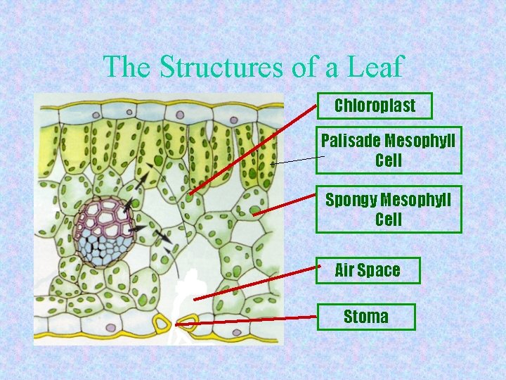 The Structures of a Leaf Chloroplast Palisade Mesophyll Cell Spongy Mesophyll Cell Air Space