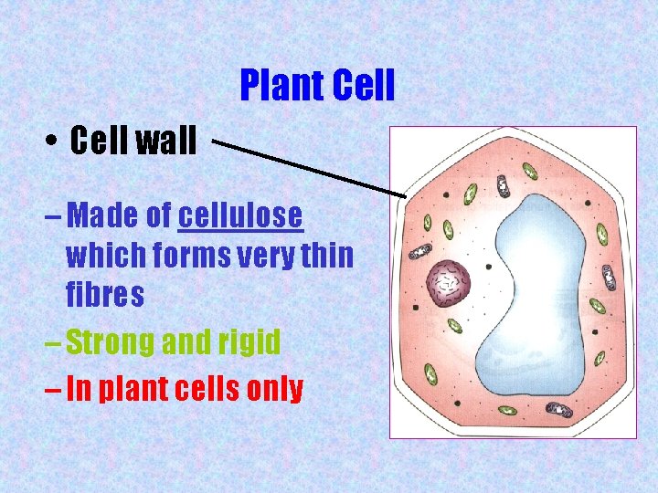 Plant Cell • Cell wall – Made of cellulose which forms very thin fibres