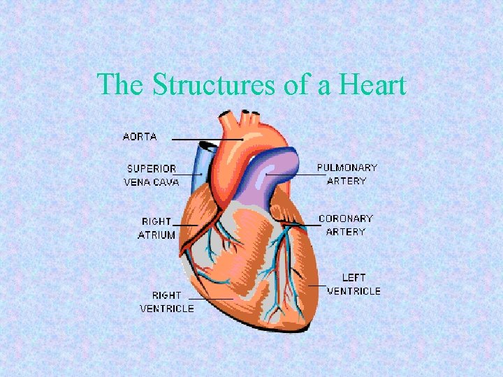 The Structures of a Heart 