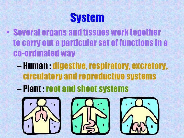 System • Several organs and tissues work together to carry out a particular set