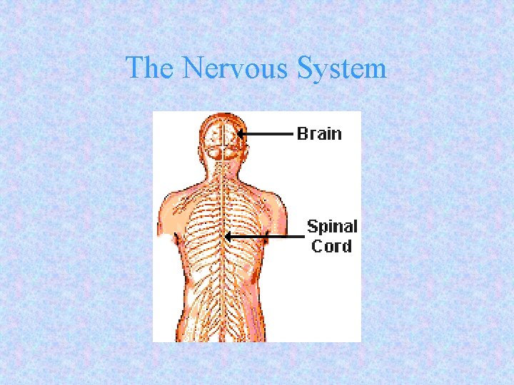 The Nervous System 