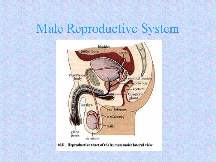 Male Reproductive System 