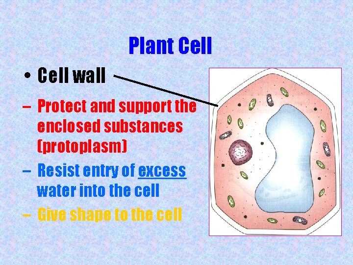 Plant Cell • Cell wall – Protect and support the enclosed substances (protoplasm) –