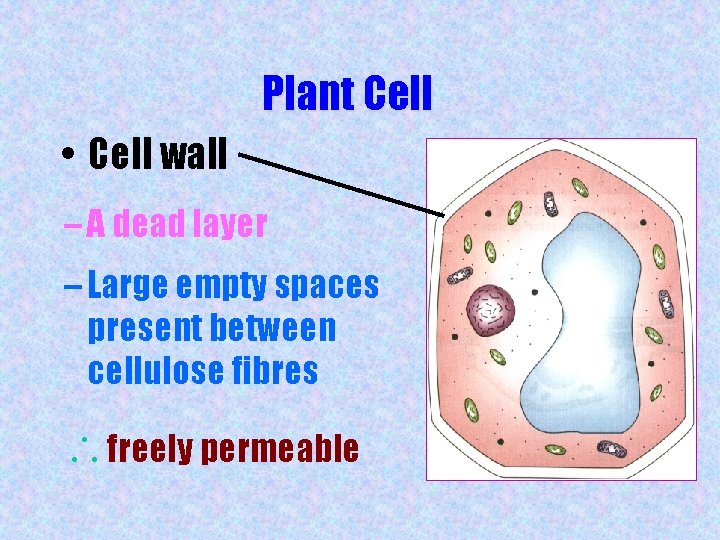 Plant Cell • Cell wall – A dead layer – Large empty spaces present