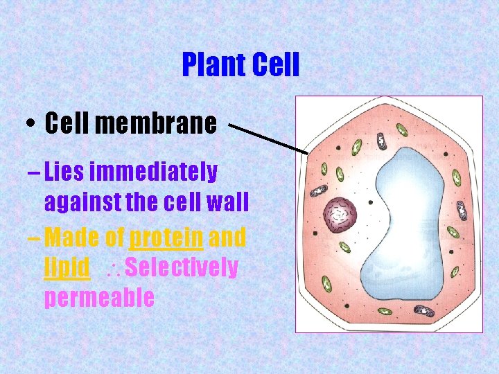 Plant Cell • Cell membrane – Lies immediately against the cell wall – Made