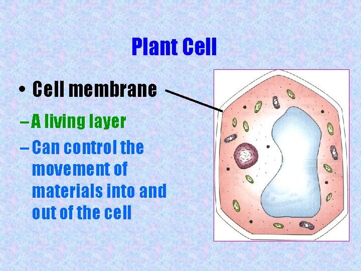 Plant Cell • Cell membrane – A living layer – Can control the movement