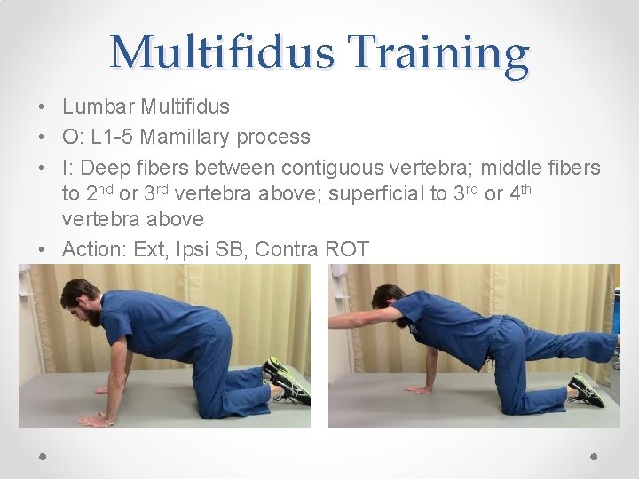 Multifidus Training • Lumbar Multifidus • O: L 1 -5 Mamillary process • I: Multifidus Training • Lumbar Multifidus • O: L 1 -5 Mamillary process • I: