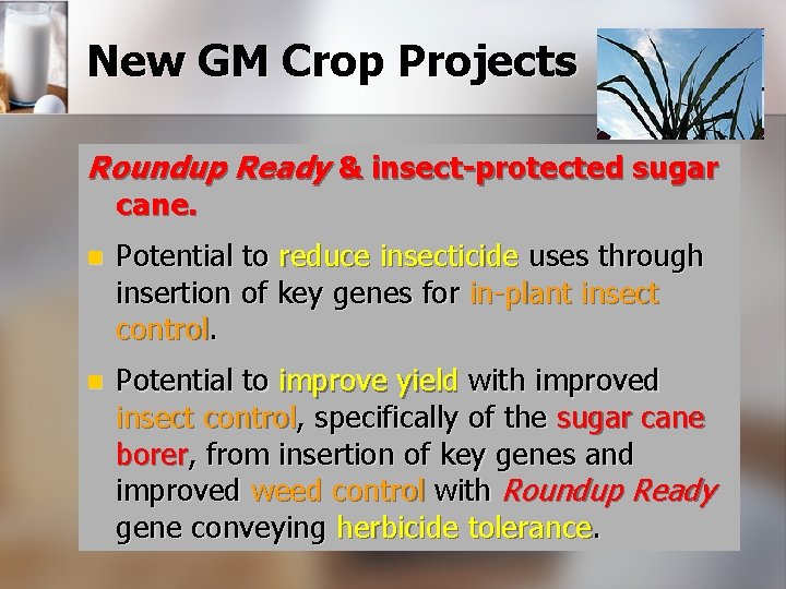 New GM Crop Projects Roundup Ready & insect-protected sugar cane. n Potential to reduce New GM Crop Projects Roundup Ready & insect-protected sugar cane. n Potential to reduce