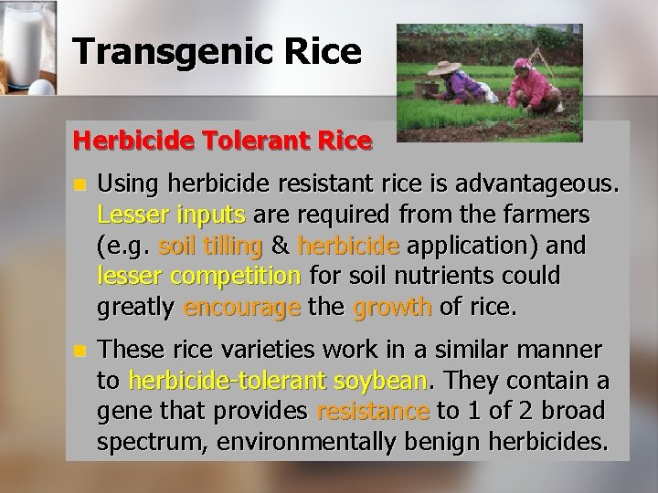 Transgenic Rice Herbicide Tolerant Rice n Using herbicide resistant rice is advantageous. Lesser inputs