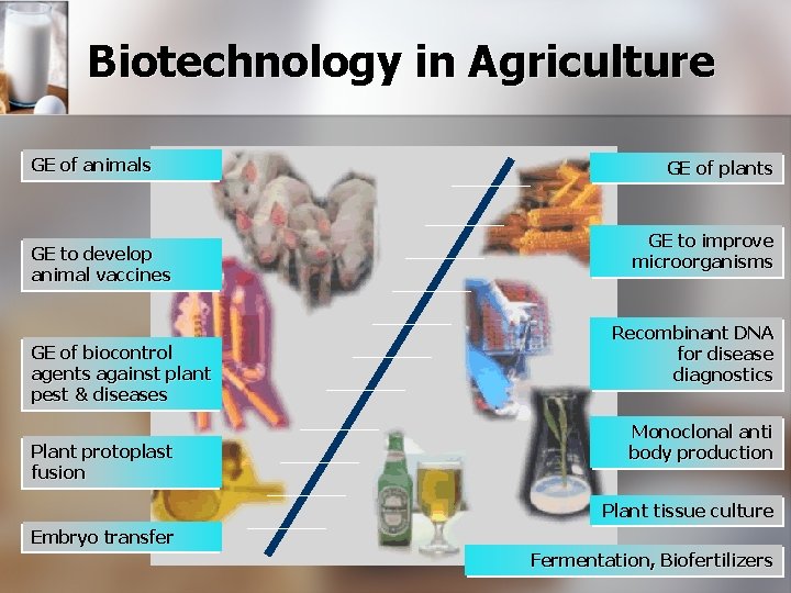 Biotechnology in Agriculture GE of animals GE to develop animal vaccines GE of biocontrol
