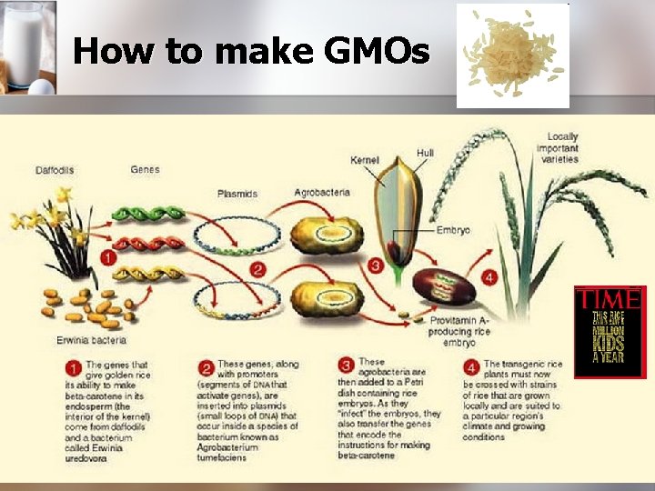 How to make GMOs 