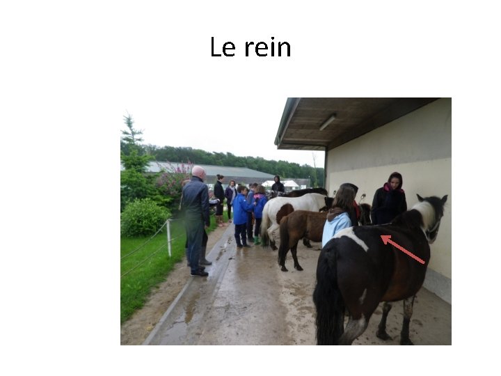 Le rein 