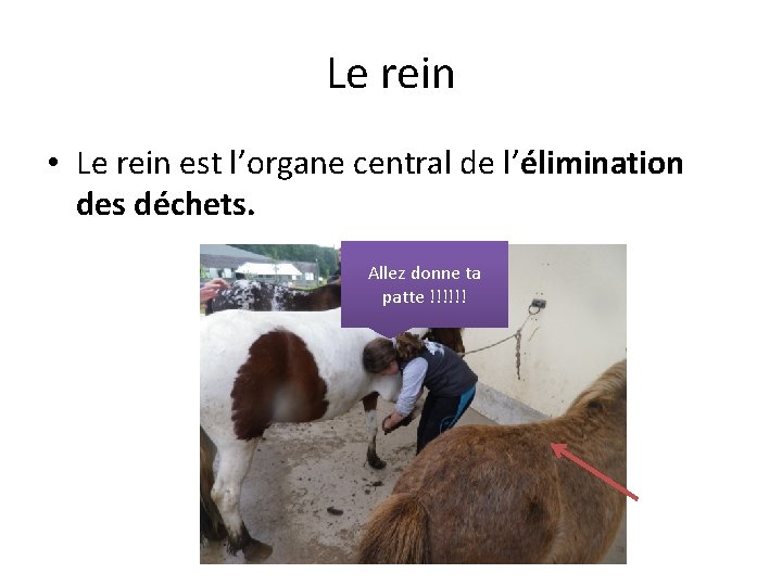 Le rein • Le rein est l’organe central de l’élimination des déchets. Allez donne