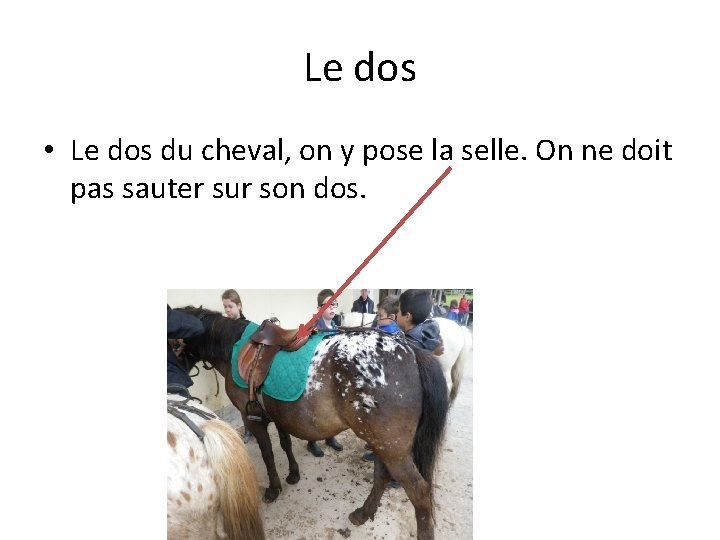 Le dos • Le dos du cheval, on y pose la selle. On ne