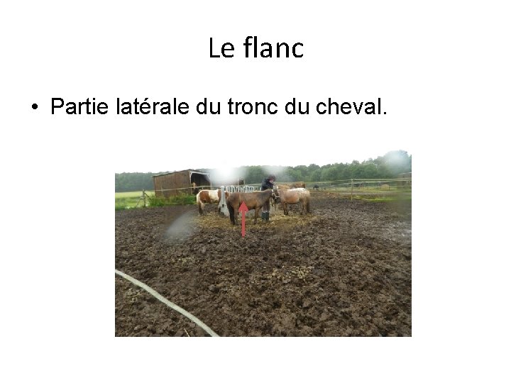 Le flanc • Partie latérale du tronc du cheval. 