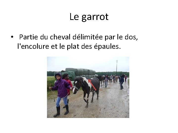 Le garrot • Partie du cheval délimitée par le dos, l'encolure et le plat