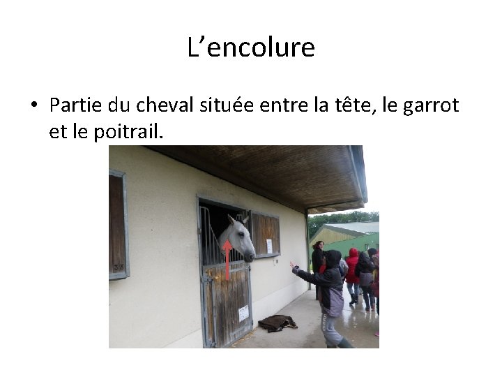 L’encolure • Partie du cheval située entre la tête, le garrot et le poitrail.