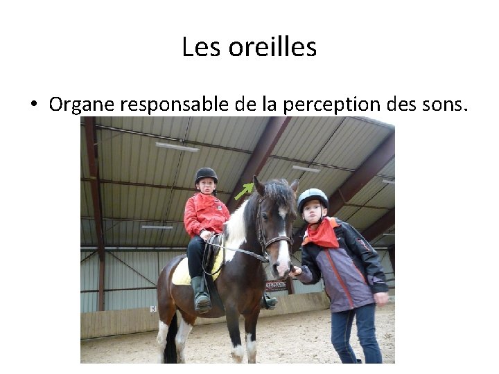 Les oreilles • Organe responsable de la perception des sons. 