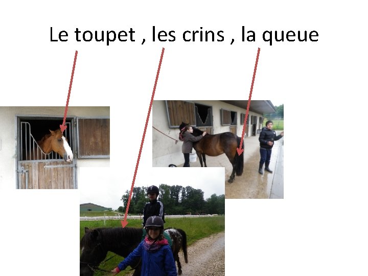 Le toupet , les crins , la queue 