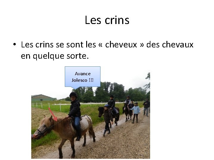 Les crins • Les crins se sont les « cheveux » des chevaux en