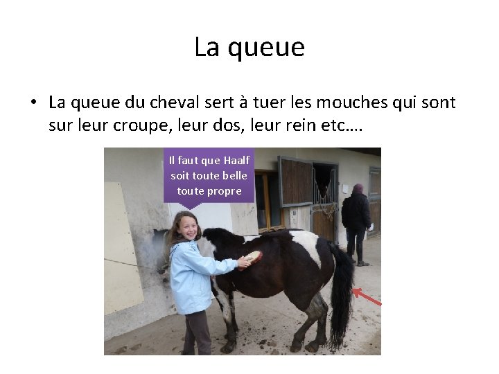 La queue • La queue du cheval sert à tuer les mouches qui sont