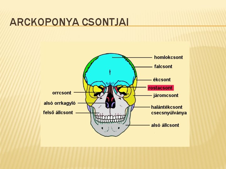 ARCKOPONYA CSONTJAI 