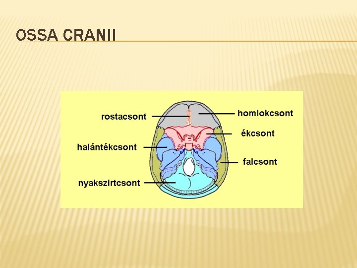 OSSA CRANII 