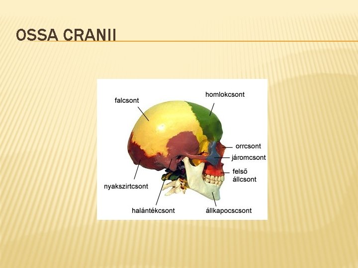 OSSA CRANII 