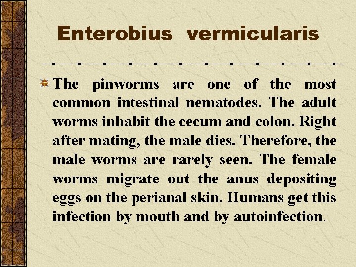 Enterobius vermicularis The pinworms are one of the most common intestinal nematodes. The adult